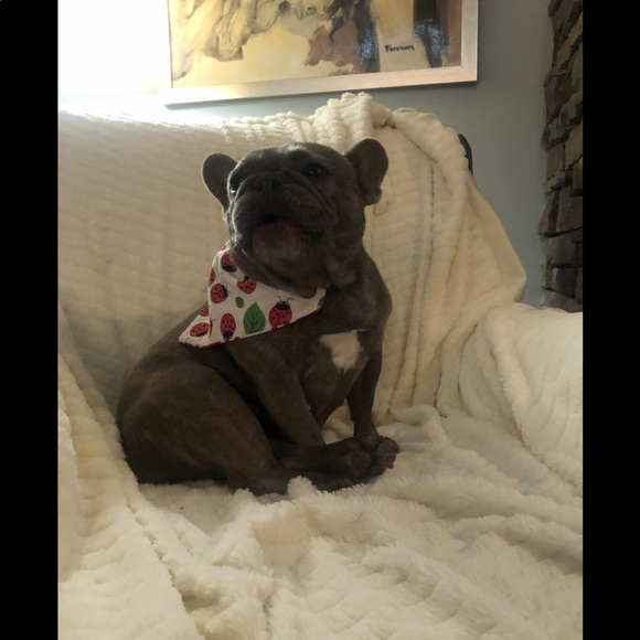 Handmade Bandanna - Picture 6 of 9